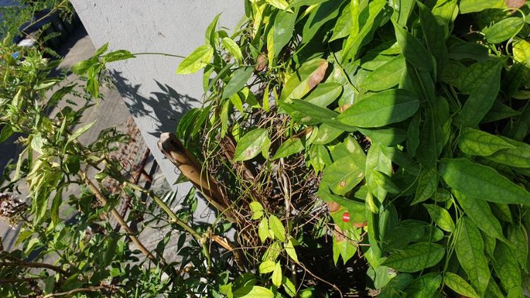 สวนผัก บนตึก แบบกระถาง
( รดน้ำพร้อมเก็บกิน) รูปที่ 6