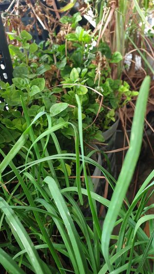 สวนผัก บนตึก แบบกระถาง
( รดน้ำพร้อมเก็บกิน) รูปที่ 2