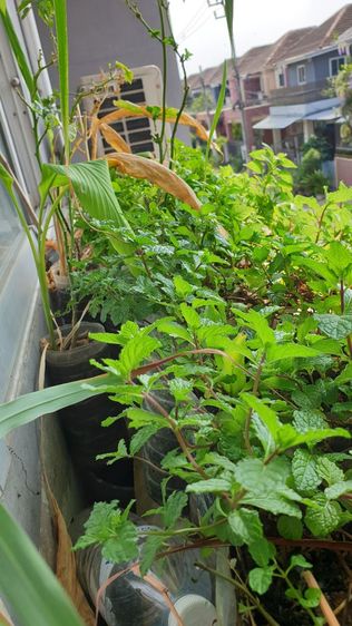 สวนผัก บนตึก แบบกระถาง
( รดน้ำพร้อมเก็บกิน) รูปที่ 8