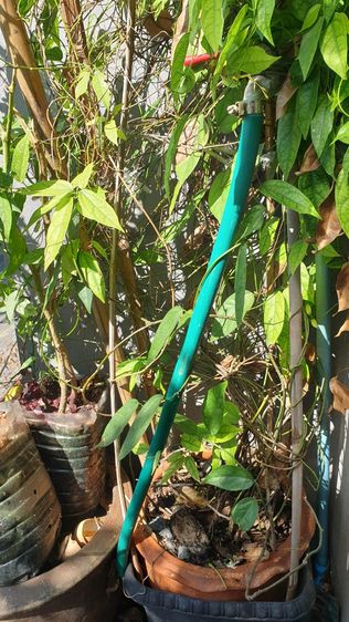 สวนผัก บนตึก แบบกระถาง
( รดน้ำพร้อมเก็บกิน) รูปที่ 9