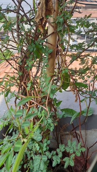 สวนผัก บนตึก แบบกระถาง
( รดน้ำพร้อมเก็บกิน) รูปที่ 4