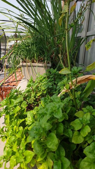 สวนผัก บนตึก แบบกระถาง
( รดน้ำพร้อมเก็บกิน) รูปที่ 5