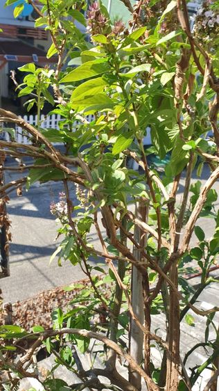 สวนผัก บนตึก แบบกระถาง
( รดน้ำพร้อมเก็บกิน) รูปที่ 11