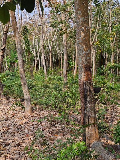 ขายที่ดินสวย 28 ไร่ ใกล้ถนนสุขุมวิท แกลง จ.ระยอง ที่ดินแปลงใหญ่ ทำเลดีมาก ติดถนนหลัก เหมาะสำหรับการลงทุนและพัฒนาโครงการในอนาคต   รูปที่ 4