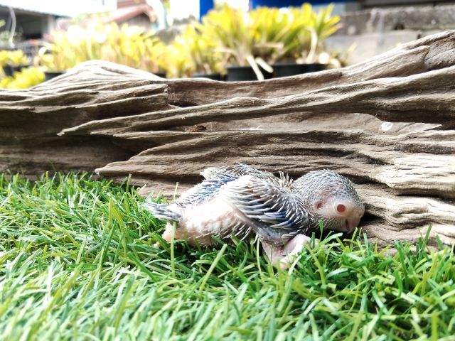 นกแก้วฟอพัส รูปที่ 2