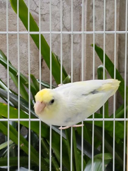 นกแก้วฟอพัส รูปที่ 9