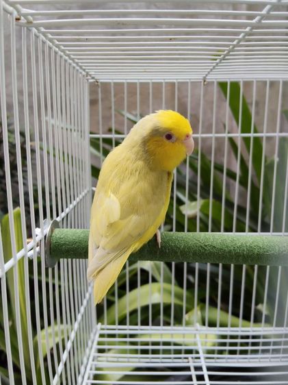 นกแก้วฟอพัส รูปที่ 3