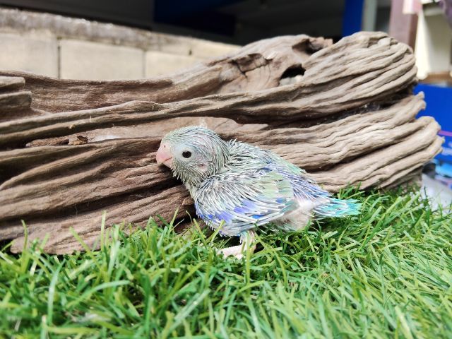 นกแก้วฟอพัส