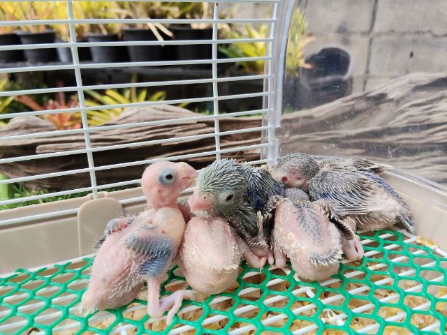 นกแก้วฟอพัส รูปที่ 4