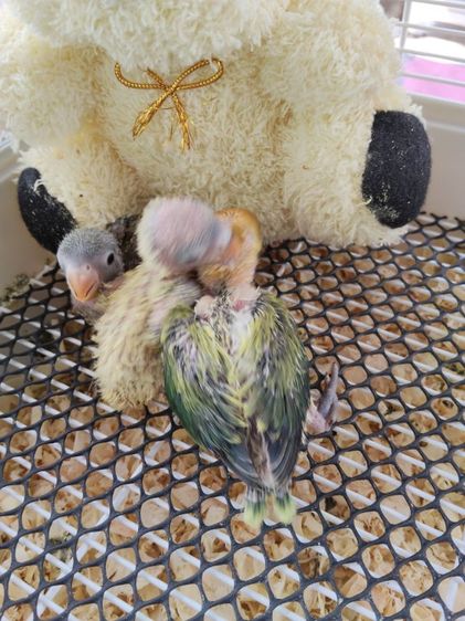 นกแก้วฟอพัส รูปที่ 6