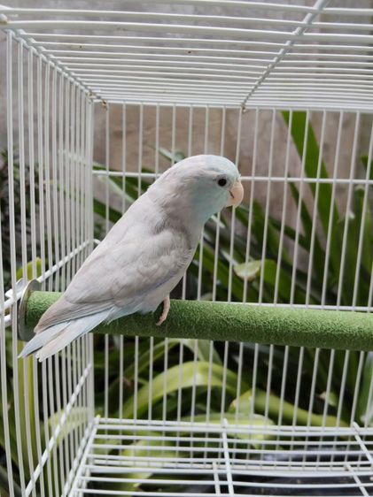 นกแก้วฟอพัส รูปที่ 7