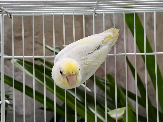 นกแก้วฟอพัส รูปที่ 8