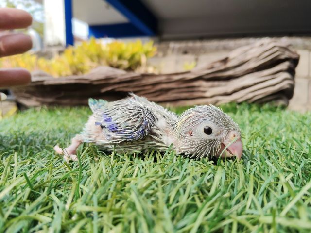 นกแก้วฟอพัส รูปที่ 11