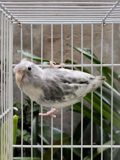 นกแก้วฟอพัส รูปที่ 10