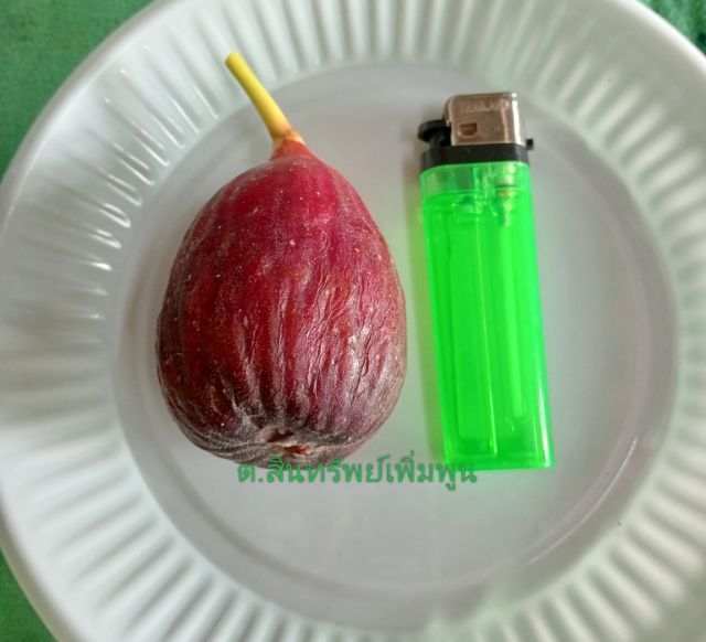 น้ำหมักปลา🐟ทะเล-มูลค้าง🦇 รูปที่ 3