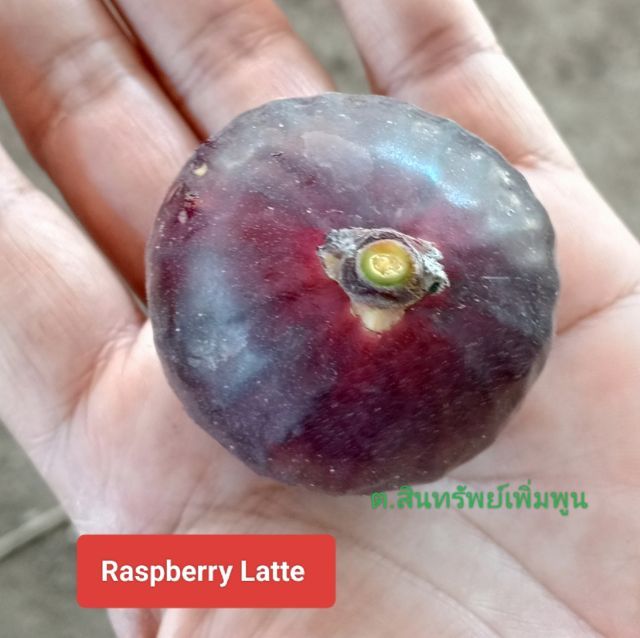 น้ำหมักปลา🐟ทะเล-มูลค้าง🦇 รูปที่ 2