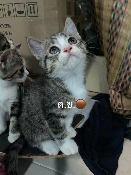 แมวพันธุ์เปียเซียผสมสก๊อตติช