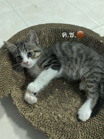 แมวพันธุ์เปียเซียผสมสก๊อตติช รูปที่ 2
