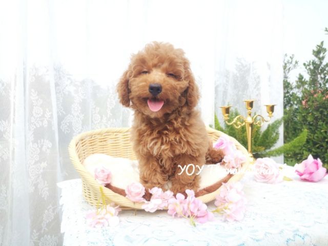 MiniturePoodle พุดเดิ้ลมินิเจอร์
male Female รูปที่ 2