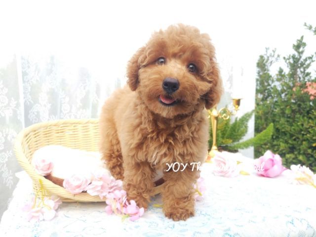 MiniturePoodle พุดเดิ้ลมินิเจอร์
male Female