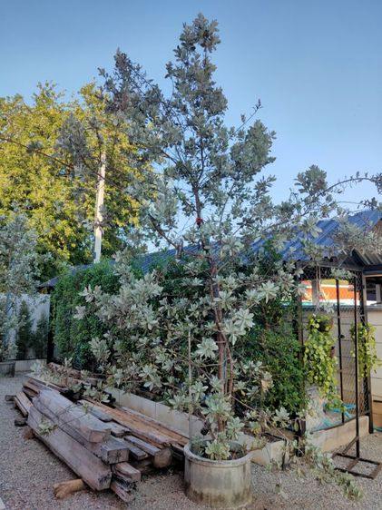 ต้นใบเงินใบทอง