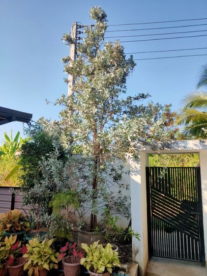 ต้นใบเงินใบทอง รูปที่ 3