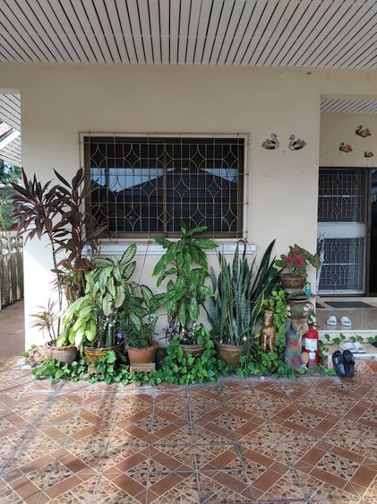 อื่นๆ มีบางส่วน 2010 ขายบ้านเดี่ยวชั้นเดียว 50 ตรว. อ.เมือง จ.สงขลา รูปที่ 3