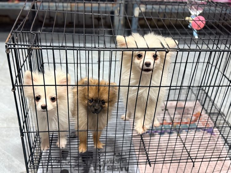 ปอมเมอเรเนียน รูปที่ 3