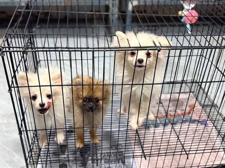 ปอมเมอเรเนียน รูปที่ 4