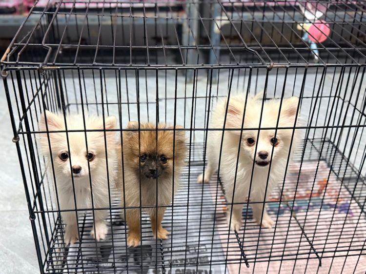 ปอมเมอเรเนียน รูปที่ 2