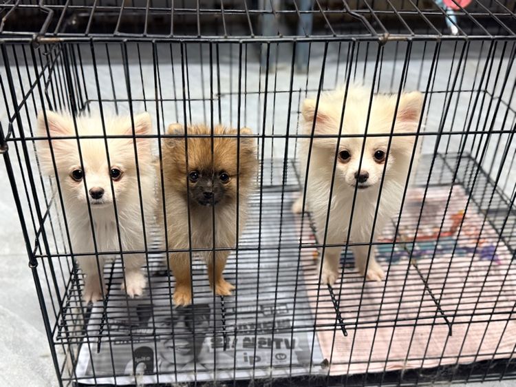ปอมเมอเรเนียน (Pomeranian) เล็ก ปอมเมอเรเนียน