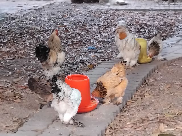 ขายไก่ซิวกี้และไก่ยักษ์บราม่า ซิวกี้ผู้1เมีย3 ส่วนบราม่าผู้4เมีย2 ในราคา1000บาท ไม่ส่งต้องมารับเองที่วัดตะพงนอก ขายถูกเพราะต้องย้ายบ้าน รูปที่ 4