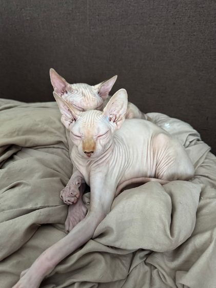 สฟิงซ์ (Sphynx) แมวสฟิงซ์