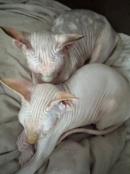 แมวสฟิงซ์ รูปที่ 2