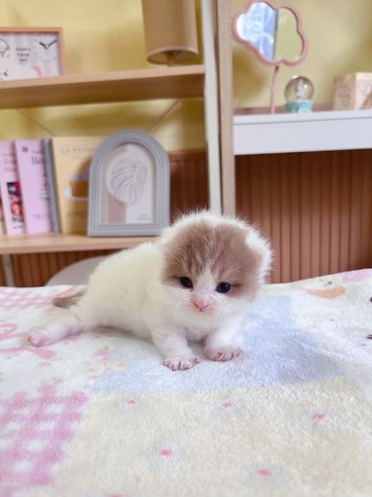 หาบ้านให้น้องแมว British short hair รูปที่ 6