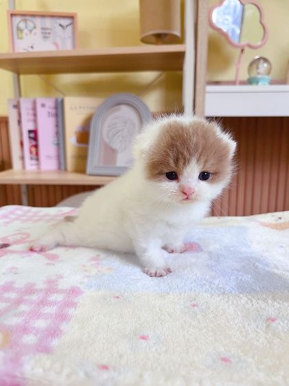 หาบ้านให้น้องแมว British short hair รูปที่ 9