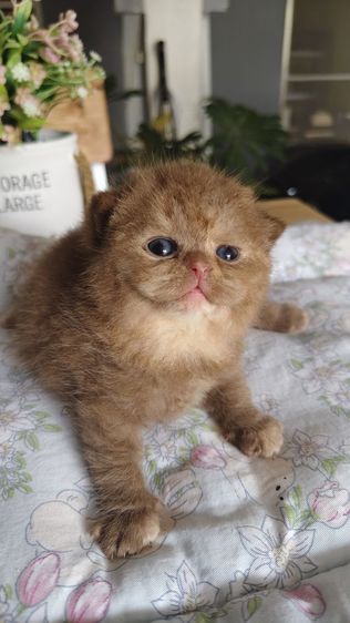 หาบ้านให้น้องแมว British short hair รูปที่ 5