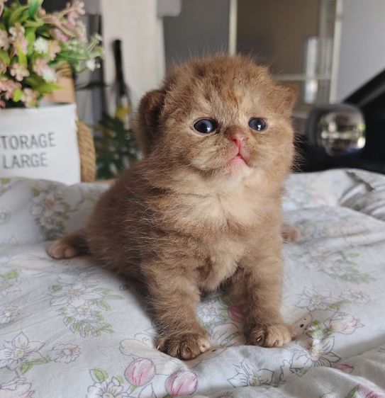 หาบ้านให้น้องแมว British short hair รูปที่ 3