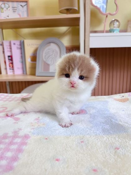 หาบ้านให้น้องแมว British short hair รูปที่ 10