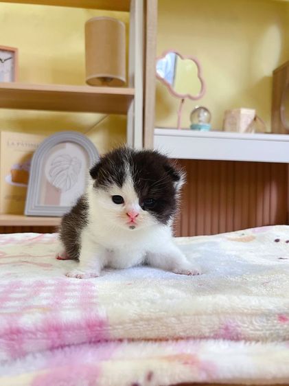 หาบ้านให้น้องแมว British short hair รูปที่ 12