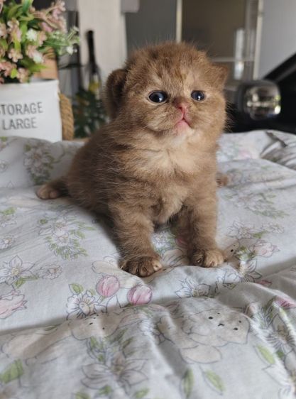 หาบ้านให้น้องแมว British short hair รูปที่ 8