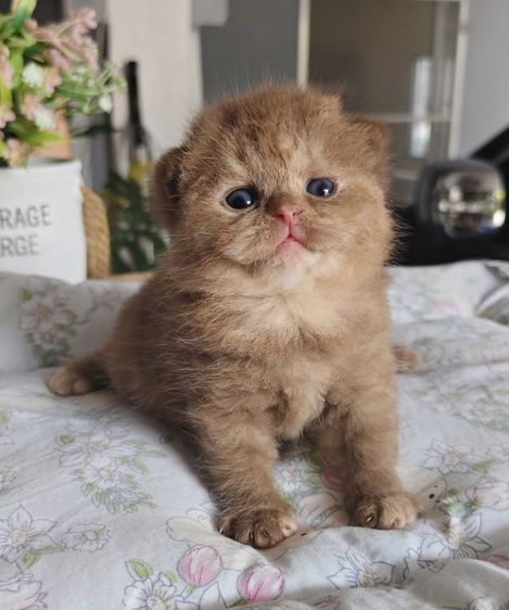 หาบ้านให้น้องแมว British short hair รูปที่ 2