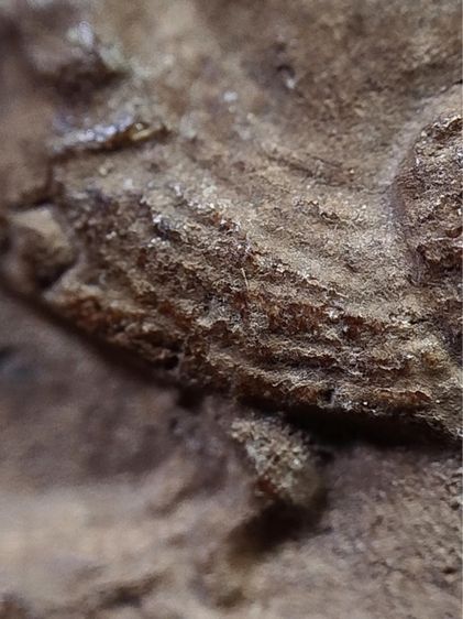 ขุนแผนหลวงพ่อกวย รูปที่ 2