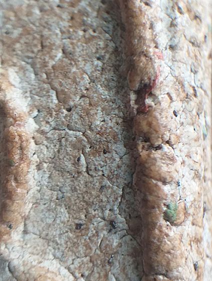 พิมพ์เกศทะลุซุ้ม. รูปที่ 13