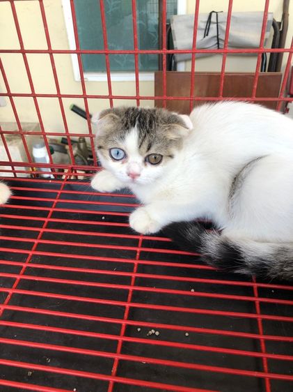 แมวสก๊อตทิสโฟร์(หูพับ)