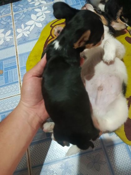 แจ๊ครัสเซลล์ผสมชิสุ รูปที่ 6