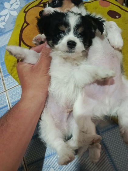 แจ๊ครัสเซลล์ผสมชิสุ รูปที่ 8