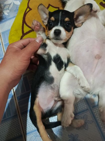 แจ๊ครัสเซลล์ผสมชิสุ รูปที่ 7