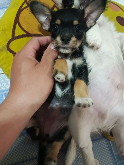 แจ๊ครัสเซลล์ผสมชิสุ รูปที่ 4