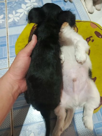 แจ๊ครัสเซลล์ผสมชิสุ รูปที่ 2